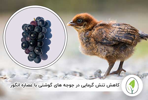 کاهش تنش گرمایی در جوجه‌ های گوشتی با عصاره انگور - چیکن هچ