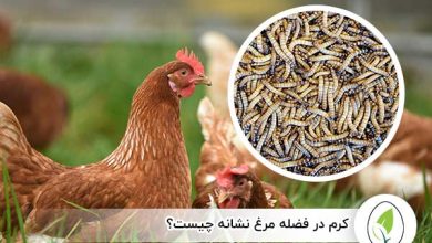 کرم در فضله مرغ نشانه چیست؟ - چیکن هچ