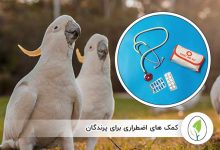 کمک های اضطراری برای پرندگان - چیکن هچ