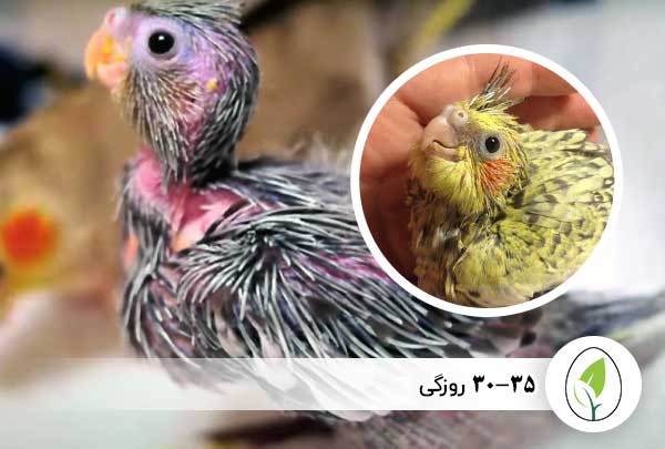 30-35 روزگی - چیکن هچ