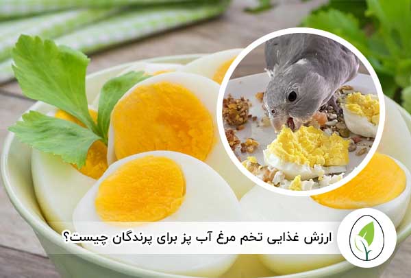 ارزش غذایی تخم‌ مرغ آب پز برای پرندگان چیست؟ - چیکن هچ