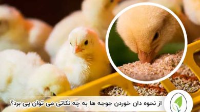 از نحوه دان خوردن جوجه ها به چه نکاتی می توان پی برد - چیکن هچ