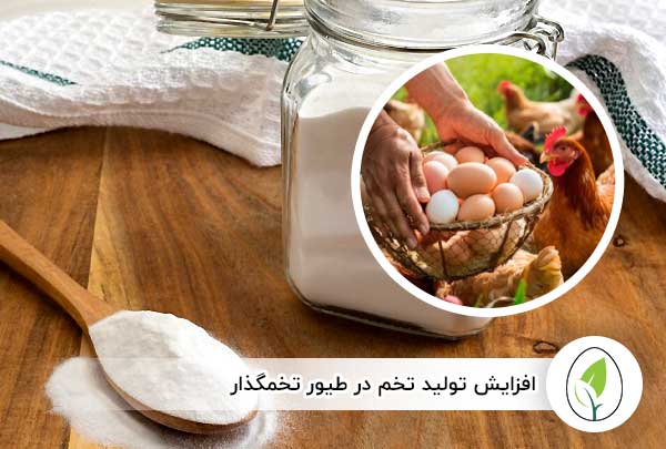 افزایش تولید تخم در طیور تخمگذار - چیکن هچ