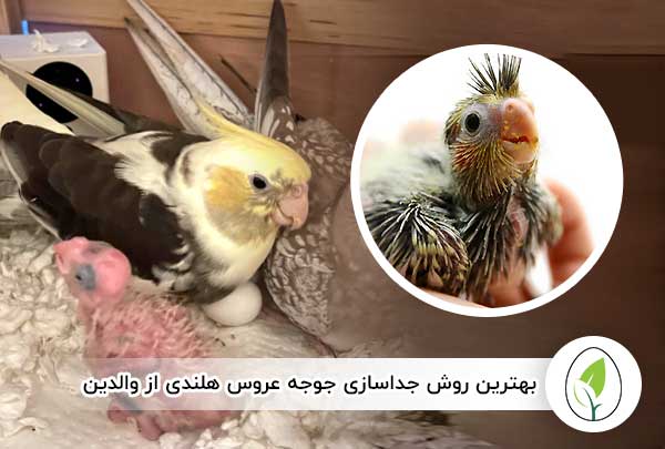 بهترین روش جداسازی جوجه عروس هلندی از والدین - چیکن هچ