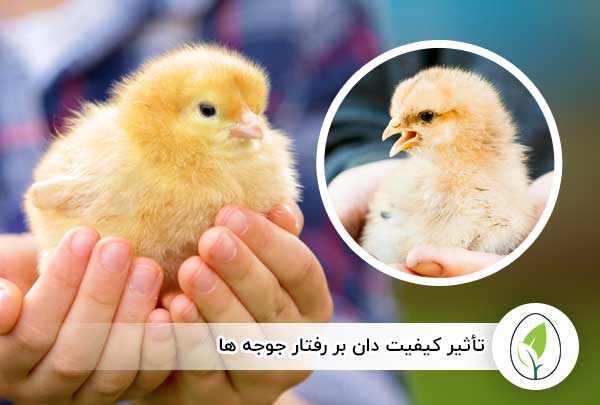 تأثیر کیفیت دان بر رفتار جوجه‌ ها - چیکن هچ