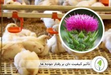 تاثیر گیاه خارمریم بر کبد جوجه گوشتی - چیکن هچ