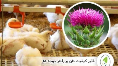 تاثیر گیاه خارمریم بر کبد جوجه گوشتی - چیکن هچ