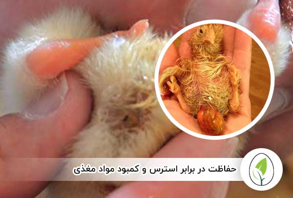 حفاظت در برابر استرس و کمبود مواد مغذی - چیکن هچ