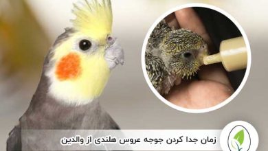 زمان جدا کردن جوجه عروس هلندی از والدین - چیکن هچ