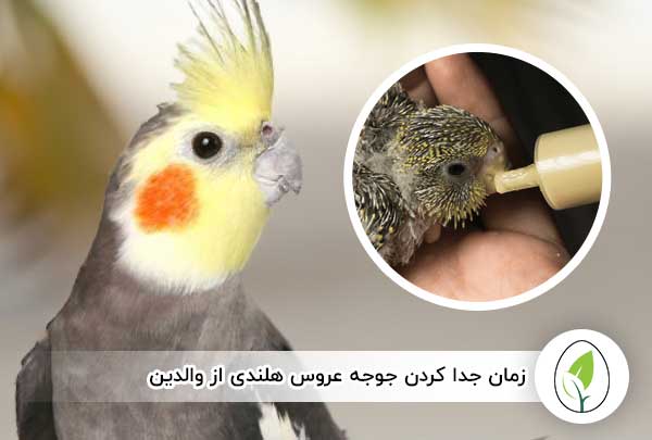 زمان جدا کردن جوجه عروس هلندی از والدین - چیکن هچ