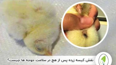 نقش کیسه زرده پس از هچ در سلامت جوجه‌ ها چیست؟ - چیکن هچ