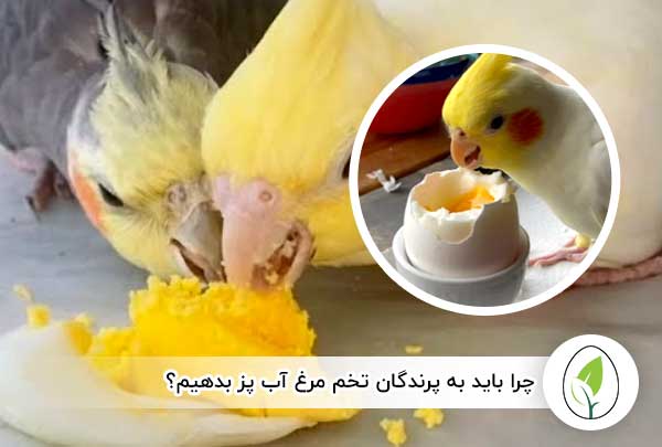 چرا باید به پرندگان تخم مرغ آب پز بدهیم؟ - چیکن هچ
