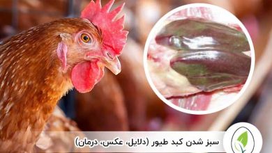 سبز شدن کبد طیور - چیکن هچ