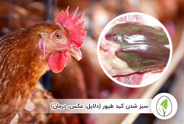 سبز شدن کبد طیور - چیکن هچ