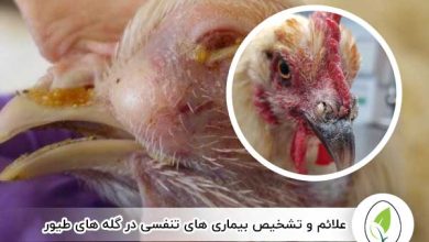 علائم و تشخیص بیماری های تنفسی در گله های طیور - چیکن هچ