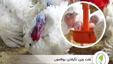علت وزن نگرفتن بوقلمون - چیکن هچ