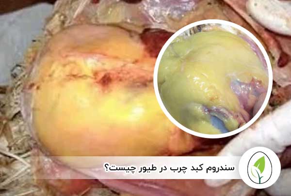 سندروم کبد چرب در طیور چیست؟ - چیکن هچ