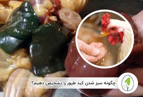 چگونه سبز شدن کبد طیور را تشخیص دهیم؟ - چیکن هچ