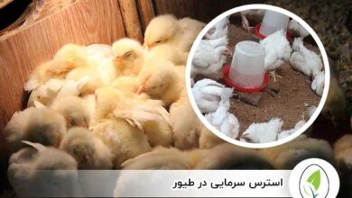 استرس سرمایی در طیور - چیکن هچ