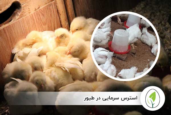 استرس سرمایی در طیور - چیکن هچ