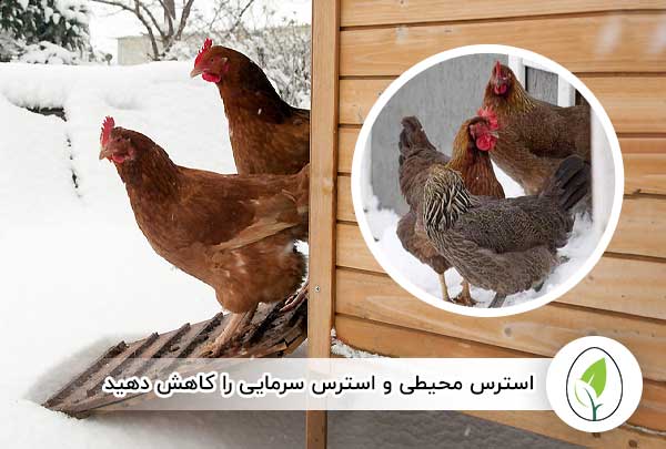 استرس محیطی و استرس سرمایی را کاهش دهید - چیکن هچ