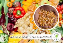 استفاده از پوست میوه به جای ذرت در جیره طیور - چیکن هچ