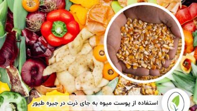 استفاده از پوست میوه به جای ذرت در جیره طیور - چیکن هچ