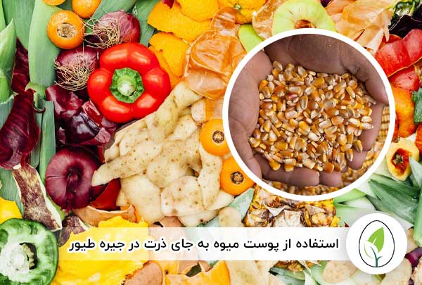 استفاده از پوست میوه به جای ذرت در جیره طیور - چیکن هچ