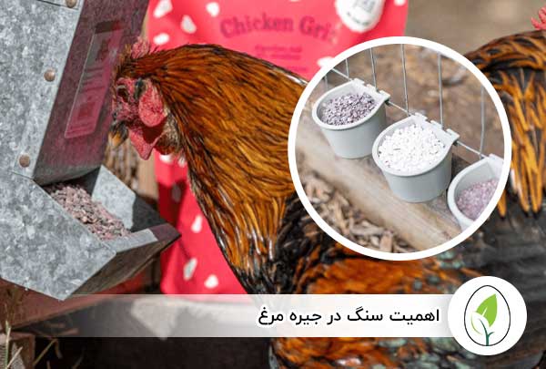 اهمیت سنگ در جیره مرغ - چیکن هچ
