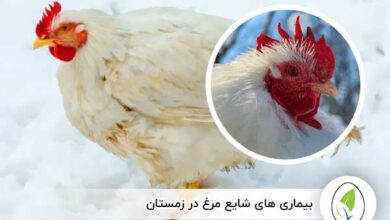 بیماری های شایع مرغ در زمستان - چیکن هچ