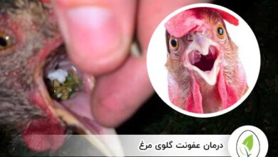 درمان عفونت گلوی مرغ - چیکن هچ