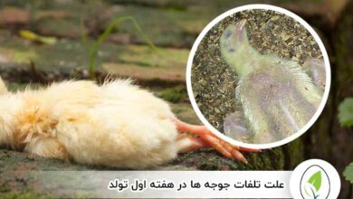 علت تلفات جوجه ها در هفته اول تولد - چیکن هچ