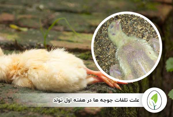 علت تلفات جوجه ها در هفته اول تولد - چیکن هچ