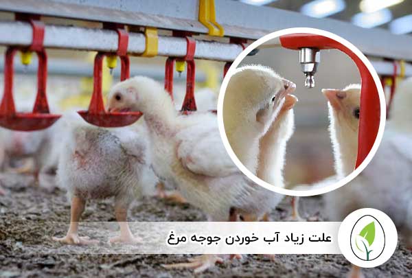 علت زیاد آب خوردن جوجه مرغ - چیکن هچ