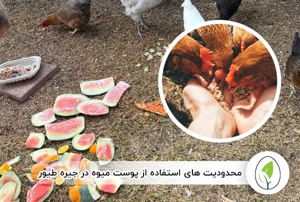 محدودیت های استفاده از پوست میوه در جیره طیور - چیکن هچ