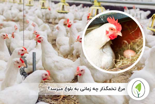 مرغ تخمگذار چه زمانی به بلوغ میرسد؟ - چیکن هچ