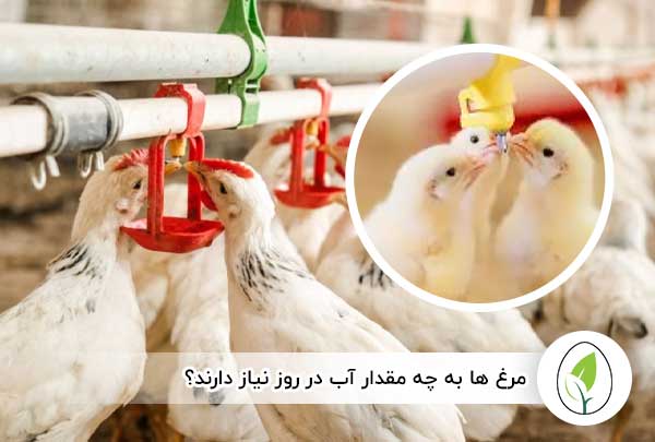 مرغ ها به چه مقدار آب در روز نیاز دارند؟ - چیکن هچ