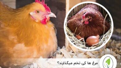 مرغ ها کی تخم میگذارند؟ - چیکن هچ
