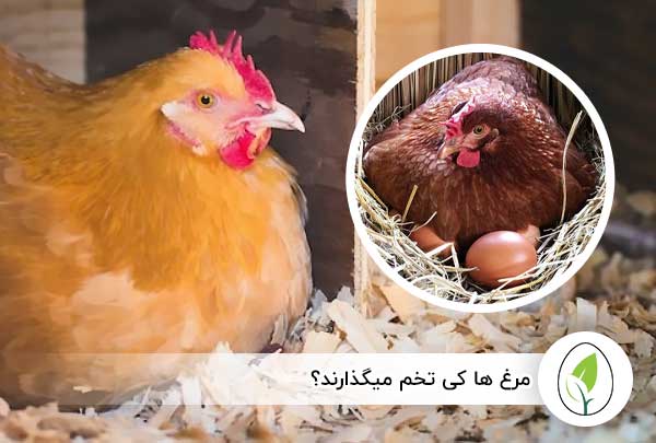 مرغ ها کی تخم میگذارند؟ - چیکن هچ