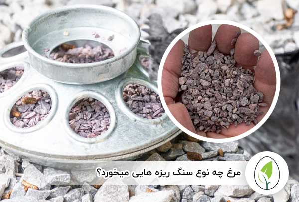مرغ چه نوع سنگ ریزه هایی میخورد؟ - چیکن هچ