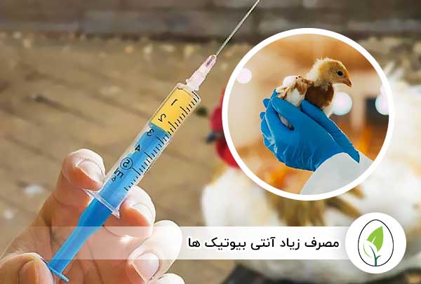 مصرف زیاد آنتی بیوتیک ها - چیکن هچ