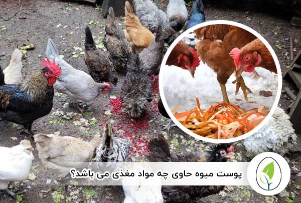 پوست میوه حاوی چه مواد مغذی می باشد؟ - چیکن هچ
