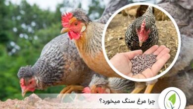 چرا مرغ سنگ میخورد؟ - چیکن هچ