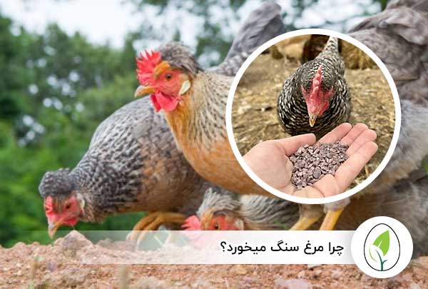چرا مرغ سنگ میخورد؟ - چیکن هچ