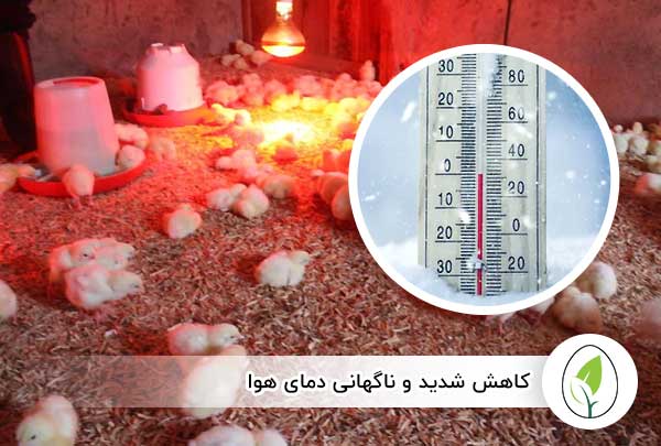 کاهش شدید و ناگهانی دمای هوا - چیکن هچ
