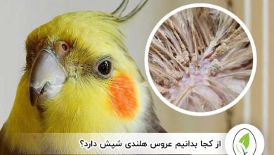 از کجا بدانیم عروس هلندی شپش دارد؟ - چیکن هچ