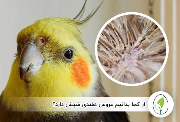 از کجا بدانیم عروس هلندی شپش دارد؟ - چیکن هچ