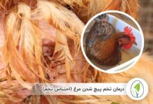 درمان تخم پیچ شدن مرغ (احتباس تخم) - چیکن هچ