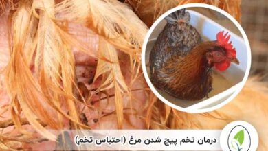 درمان تخم پیچ شدن مرغ (احتباس تخم) - چیکن هچ