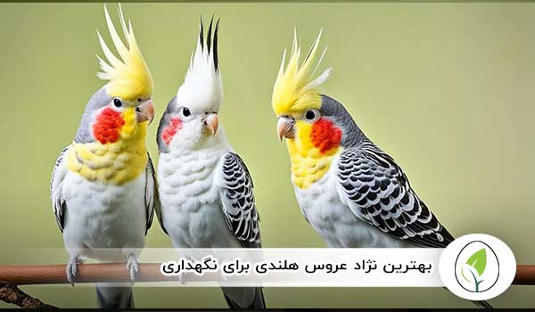 بهترین نژاد عروس هلندی برای نگهداری - چیکن هچ